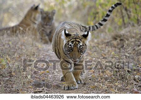 Bengal Tiger (Panthera tigris tigris), cub walking in the dry forest, swinging his cute tail, Ranthambhore National Park, Rajasthan, India, Asia View Large Photo Image Stock Photograph - Bengal Tiger (Panthera tigris tigris), cub walking in the dry forest, swinging his cute tail, Ranthambhore National Park, Rajasthan, India, Asia. Fotosearch