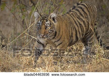 Bengal Tiger (Panthera tigris tigris), cub walking in the dry forest, Ranthambhore National Park, Rajasthan, India, Asia View Large Photo Image Stock Photograph - Bengal Tiger (Panthera tigris tigris), cub walking in the dry forest, Ranthambhore National Park, Rajasthan, India, Asia. Fotosearch