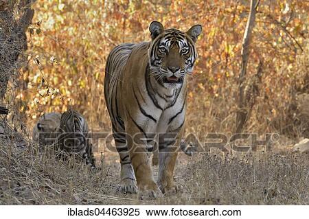 Bengal Tiger (Panthera tigris tigris), mother with cubs in dry and backlit forest, Ranthambhore National Park, Rajasthan, India, Asia View Large Photo Image Stock Photography - Bengal Tiger (Panthera tigris tigris), mother with cubs in dry and backlit forest, Ranthambhore National Park, Rajasthan, India, Asia. Fotosearch