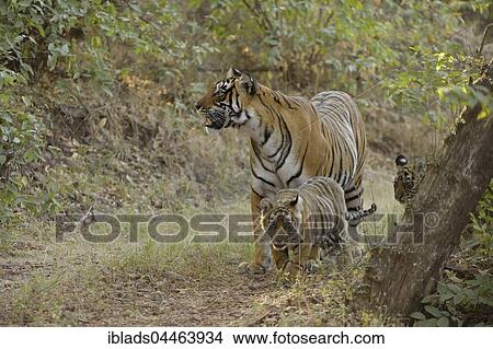 Bengal Tigers (Panthera tigris tigris), mother with cubs on a forest path, Ranthambhore National Park, Rajasthan, India, Asia View Large Photo Image Picture - Bengal Tigers (Panthera tigris tigris), mother with cubs on a forest path, Ranthambhore National Park, Rajasthan, India, Asia. Fotosearch