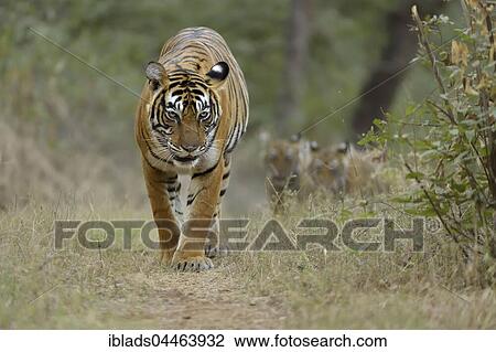 Bengal Tigers (Panthera tigris tigris), mother with cubs walking on forest path, Ranthambhore National Park, Rajasthan, India, Asia View Large Photo Image Stock Image - Bengal Tigers (Panthera tigris tigris), mother with cubs walking on forest path, Ranthambhore National Park, Rajasthan, India, Asia. Fotosearch