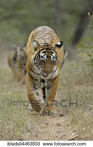Stock Image - Bengal Tigers (Panthera tigris tigris), mother with cubs, walking on a forest path, Ranthambhore National Park, Rajasthan, India, Asia. Fotosearch