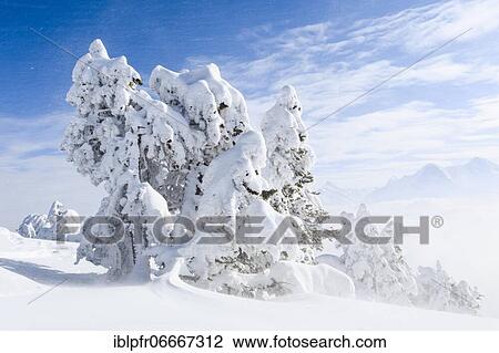 Bernese Alps, view from Niederhorn, Switzerland, Europe View Large Photo Image Stock Image - Bernese Alps, view from Niederhorn, Switzerland, Europe. Fotosearch