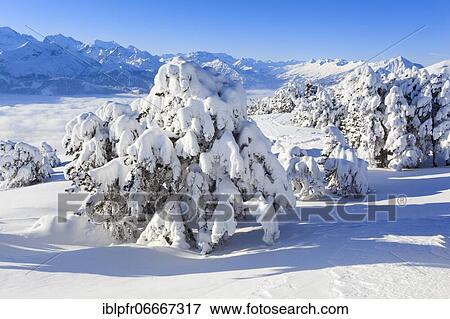 Bernese Alps, view from Niederhorn, Switzerland, Europe View Large Photo Image Stock Photo - Bernese Alps, view from Niederhorn, Switzerland, Europe. Fotosearch