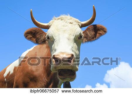 Stock Photo - Bernese Oberland, Cow, Simmental cattle. Fotosearch