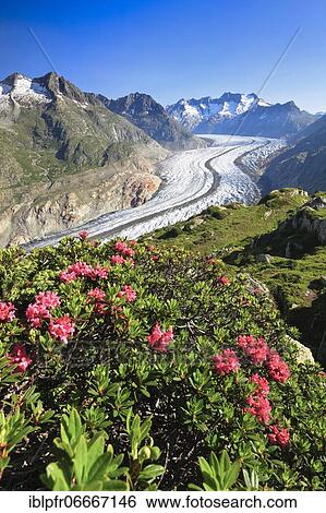 Bike trail Moosfluh, Wannenhörner and Aletsch glacier with alpine roses, Valais, Switzerland, Europe View Large Photo Image Stock Photograph - Bike trail Moosfluh, Wannenhörner and Aletsch glacier with alpine roses, Valais, Switzerland, Europe. Fotosearch