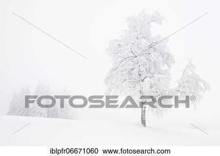 Birch (Betula) with hoarfrost, Switzerland, Europe View Large Photo Image Stock Image - Birch (Betula) with hoarfrost, Switzerland, Europe. Fotosearch