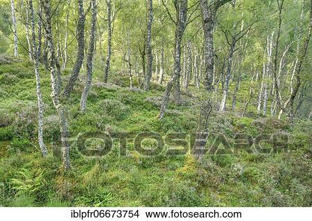Picture - Birch forest, Craigellachie National Nature Reserve, Scotland, Great Britain. Fotosearch