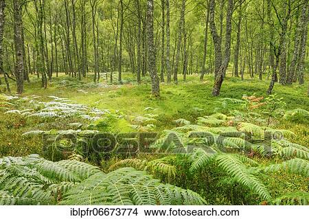 Birch forest, Craigellachie National Nature Reserve, Scotland, Great Britain View Large Photo Image Picture - Birch forest, Craigellachie National Nature Reserve, Scotland, Great Britain. Fotosearch