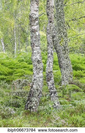 Birch forest, Craigellachie National Nature Reserve, Scotland, Great Britain View Large Photo Image Picture - Birch forest, Craigellachie National Nature Reserve, Scotland, Great Britain. Fotosearch