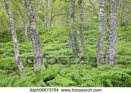 Birch forest, Craigellachie National Nature Reserve, Scotland, Great Britain View Large Photo Image Picture - Birch forest, Craigellachie National Nature Reserve, Scotland, Great Britain. Fotosearch
