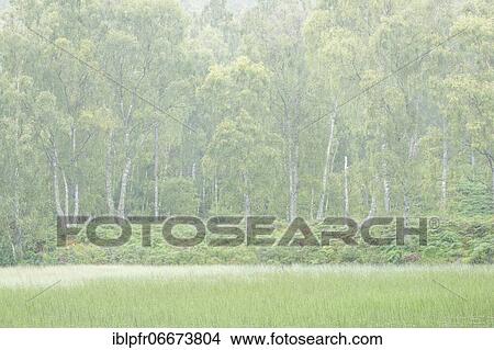 Birch forest, Craigellachie National Nature Reserve, Scotland, Great Britain View Large Photo Image Picture - Birch forest, Craigellachie National Nature Reserve, Scotland, Great Britain. Fotosearch