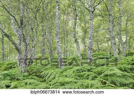 Picture - Birch forest, Craigellachie National Nature Reserve, Scotland, Great Britain. Fotosearch