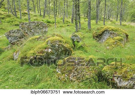 Birch forest, Craigellachie National Nature Reserve, Scotland, Great Britain View Large Photo Image Stock Image - Birch forest, Craigellachie National Nature Reserve, Scotland, Great Britain. Fotosearch