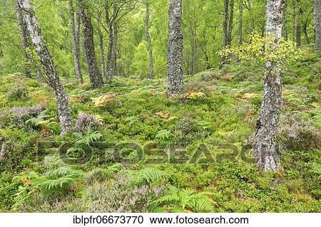 Stock Image - Birch forest, Craigellachie National Nature Reserve, Scotland, Great Britain. Fotosearch