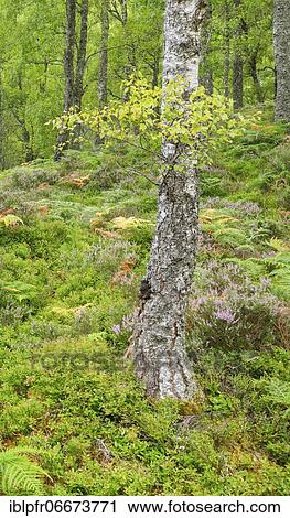 Birch forest, Craigellachie National Nature Reserve, Scotland, Great Britain View Large Photo Image Stock Image - Birch forest, Craigellachie National Nature Reserve, Scotland, Great Britain. Fotosearch