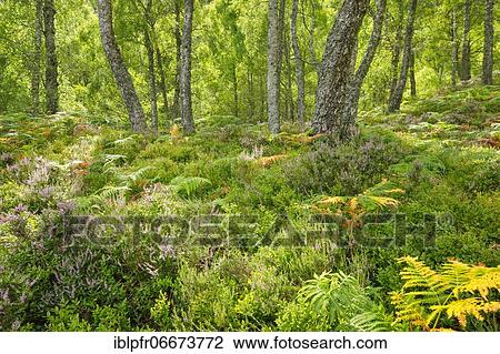 Stock Image - Birch forest, Craigellachie National Nature Reserve, Scotland, Great Britain. Fotosearch