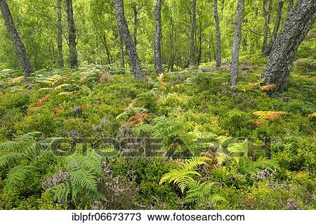Birch forest, Craigellachie National Nature Reserve, Scotland, Great Britain View Large Photo Image Stock Image - Birch forest, Craigellachie National Nature Reserve, Scotland, Great Britain. Fotosearch