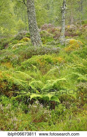 Stock Image - Birch forest, Craigellachie National Nature Reserve, Scotland, Great Britain. Fotosearch