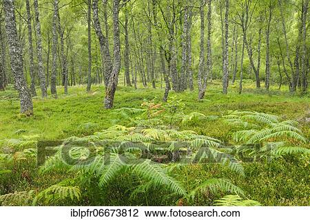 Birch forest, Craigellachie National Nature Reserve, Scotland, Great Britain View Large Photo Image Stock Image - Birch forest, Craigellachie National Nature Reserve, Scotland, Great Britain. Fotosearch