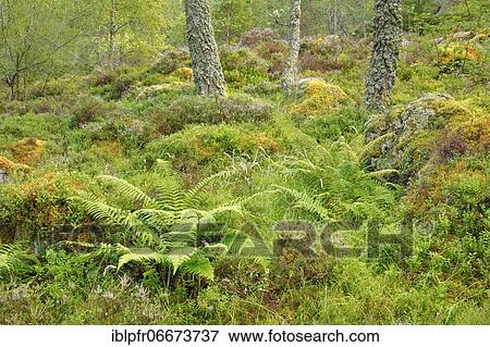 Birch forest, Craigellachie National Nature Reserve, Scotland, Great Britain View Large Photo Image Stock Photo - Birch forest, Craigellachie National Nature Reserve, Scotland, Great Britain. Fotosearch