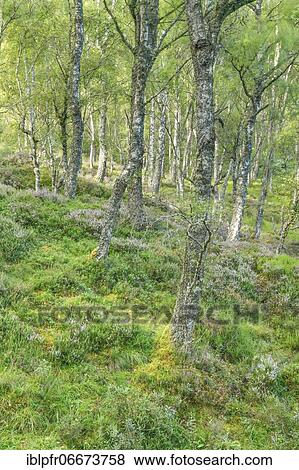 Birch forest, Craigellachie National Nature Reserve, Scotland, Great Britain View Large Photo Image Stock Photo - Birch forest, Craigellachie National Nature Reserve, Scotland, Great Britain. Fotosearch