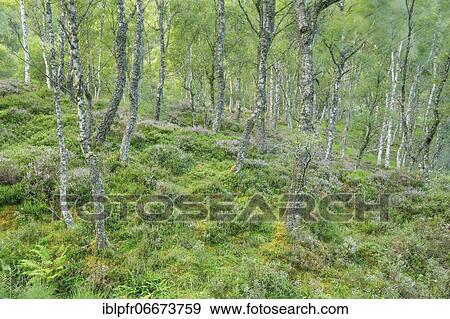 Stock Photo - Birch forest, Craigellachie National Nature Reserve, Scotland, Great Britain. Fotosearch