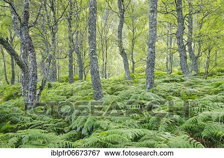 Birch forest, Craigellachie National Nature Reserve, Scotland, Great Britain View Large Photo Image Stock Photo - Birch forest, Craigellachie National Nature Reserve, Scotland, Great Britain. Fotosearch