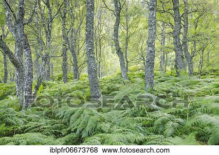 Stock Photo - Birch forest, Craigellachie National Nature Reserve, Scotland, Great Britain. Fotosearch