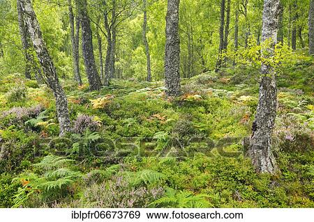 Stock Photo - Birch forest, Craigellachie National Nature Reserve, Scotland, Great Britain. Fotosearch