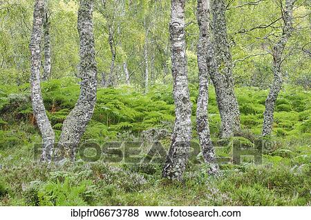 Birch forest, Craigellachie National Nature Reserve, Scotland, Great Britain View Large Photo Image Stock Photo - Birch forest, Craigellachie National Nature Reserve, Scotland, Great Britain. Fotosearch