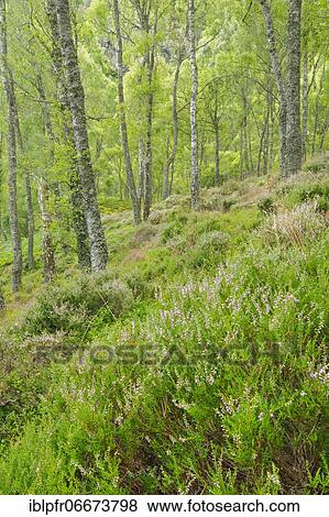 Birch forest, Craigellachie National Nature Reserve, Scotland, Great Britain View Large Photo Image Stock Photo - Birch forest, Craigellachie National Nature Reserve, Scotland, Great Britain. Fotosearch