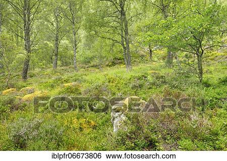 Stock Photograph - Birch forest, Craigellachie National Nature Reserve, Scotland, Great Britain. Fotosearch