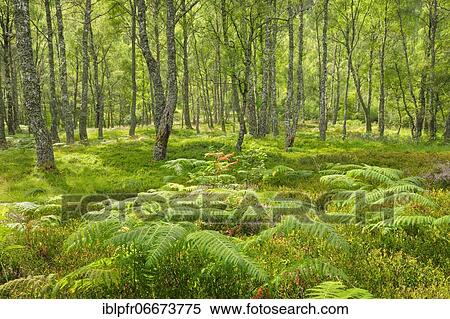 Birch forest, Craigellachie National Nature Reserve, Scotland, Great Britain View Large Photo Image Stock Photography - Birch forest, Craigellachie National Nature Reserve, Scotland, Great Britain. Fotosearch