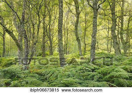 Birch forest, Craigellachie National Nature Reserve, Scotland, Great Britain View Large Photo Image Stock Photography - Birch forest, Craigellachie National Nature Reserve, Scotland, Great Britain. Fotosearch