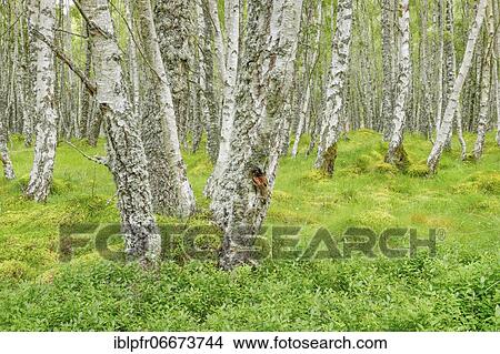 Birch Forest View Large Photo Image Picture - Birch Forest. Fotosearch