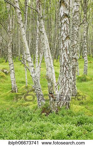 Birch forest View Large Photo Image Stock Image - Birch forest. Fotosearch
