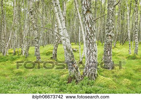Birch forest View Large Photo Image Stock Image - Birch forest. Fotosearch