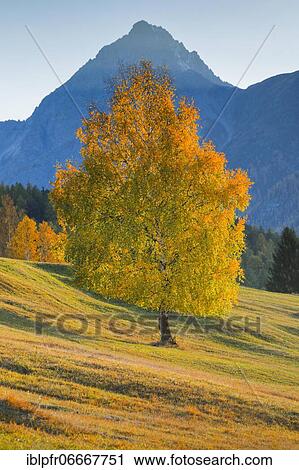Stock Image - Birch in front of Piz Nair, Grisons, Switzerland, Europe. Fotosearch
