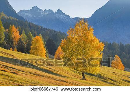 Stock Photograph - Birch in front of Piz Nair, Grisons, Switzerland, Europe. Fotosearch