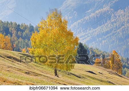 Picture - Birch in Lower Engadine, Switzerland, Europe. Fotosearch