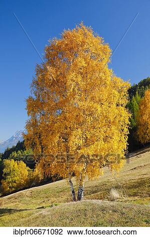 Birch in Lower Engadine, Switzerland, Europe View Large Photo Image Stock Image - Birch in Lower Engadine, Switzerland, Europe. Fotosearch