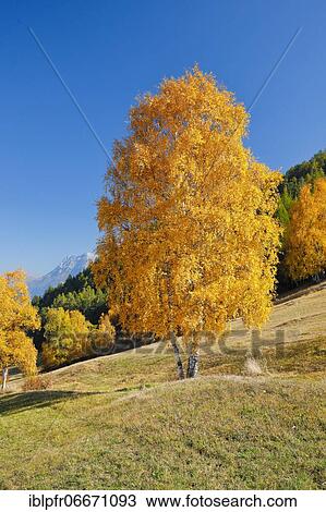 Birch in Lower Engadine, Switzerland, Europe View Large Photo Image Stock Image - Birch in Lower Engadine, Switzerland, Europe. Fotosearch
