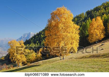 Birch in Lower Engadine, Switzerland, Europe View Large Photo Image Stock Photo - Birch in Lower Engadine, Switzerland, Europe. Fotosearch