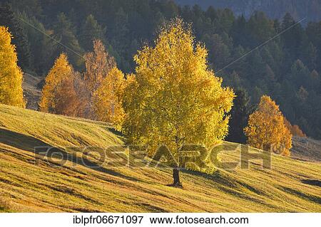 Birch in Lower Engadine, Switzerland, Europe View Large Photo Image Stock Photo - Birch in Lower Engadine, Switzerland, Europe. Fotosearch
