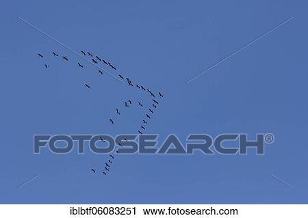 Bird migration, cranes (Grus grus) in formation flight in blue sky, North Rhine-Westphalia, Germany, Europe View Large Photo Image Stock Image - Bird migration, cranes (Grus grus) in formation flight in blue sky, North Rhine-Westphalia, Germany, Europe. Fotosearch
