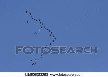 Bird migration, cranes (Grus grus) in formation flight in blue sky, North Rhine-Westphalia, Germany, Europe View Large Photo Image Stock Image - Bird migration, cranes (Grus grus) in formation flight in blue sky, North Rhine-Westphalia, Germany, Europe. Fotosearch