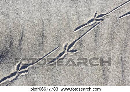 Bird tracks in the sand, Scotland, Great Britain View Large Photo Image Stock Image - Bird tracks in the sand, Scotland, Great Britain. Fotosearch