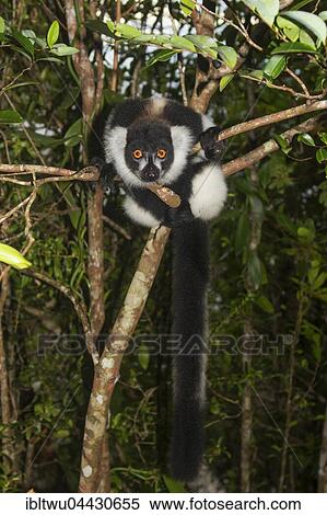Black-and-white ruffed lemur (Varecia variegata) on tree, juvenile, Northeast Madagascar, Madagascar, Africa View Large Photo Image Stock Photography - Black-and-white ruffed lemur (Varecia variegata) on tree, juvenile, Northeast Madagascar, Madagascar, Africa. Fotosearch