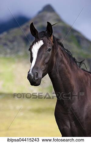 Black Austrian Warmblood horse, mountain pasture, Kühtai, Tyrol, Austria, Europe View Large Photo Image Stock Image - Black Austrian Warmblood horse, mountain pasture, Kühtai, Tyrol, Austria, Europe. Fotosearch
